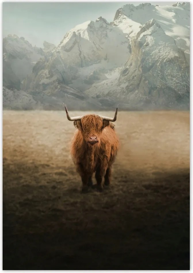 Poszterek 70x100 Skót tehén szarvasmarha