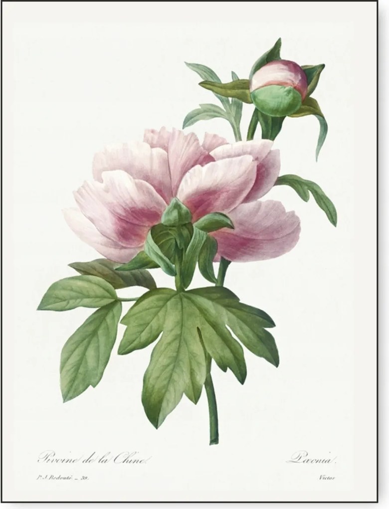 Botany Plants Vintage Sok Designs Plakát 40x50cm Gyümölcsök Virágok Kép #357