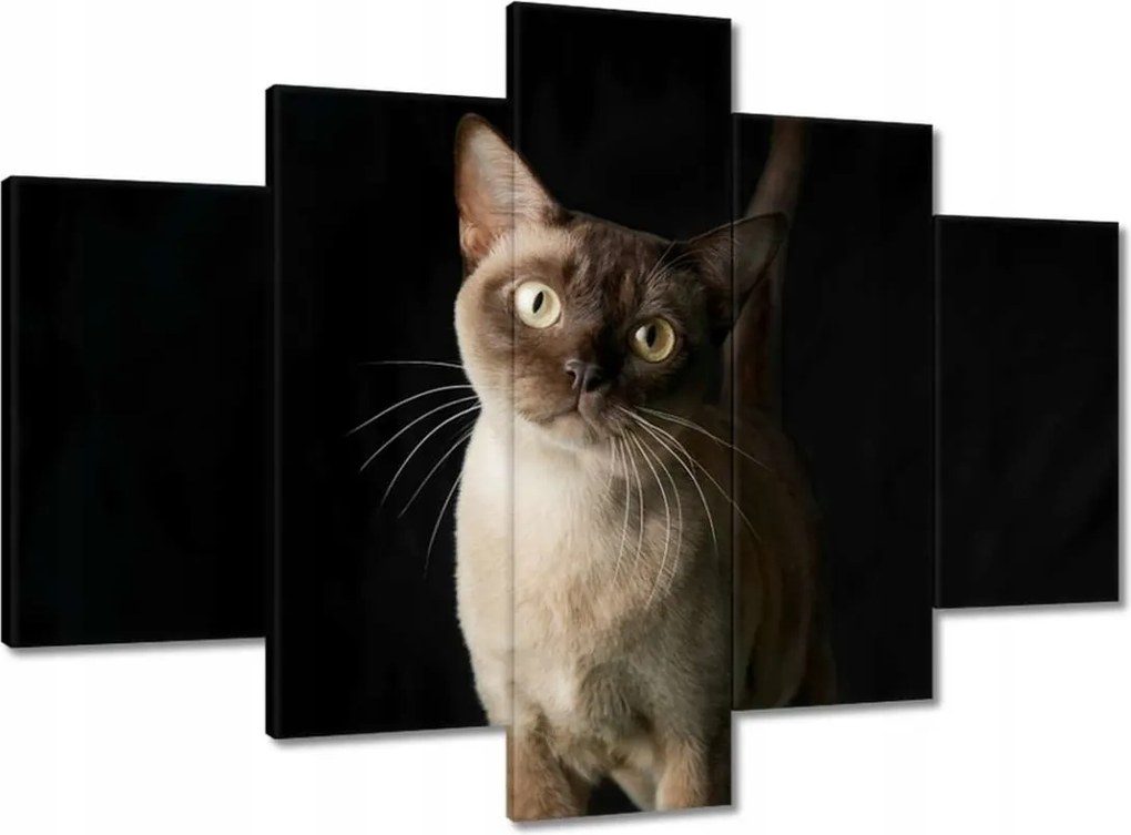 Képek 150x105 Sziámi macska cica