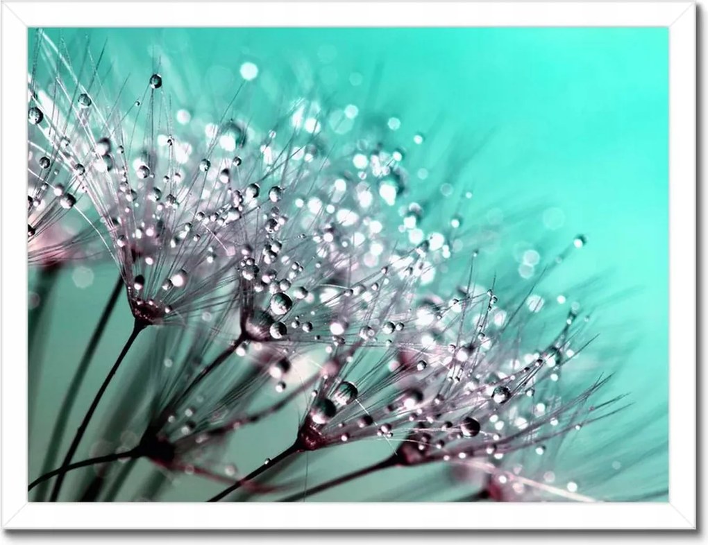 Poszterek keretben 40x30 Harmatcseppek Pitypang