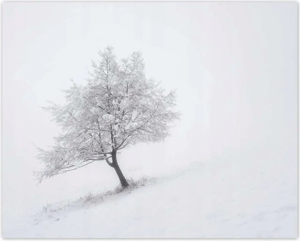 Poszterek 50x40 Fa Fák Kilátás