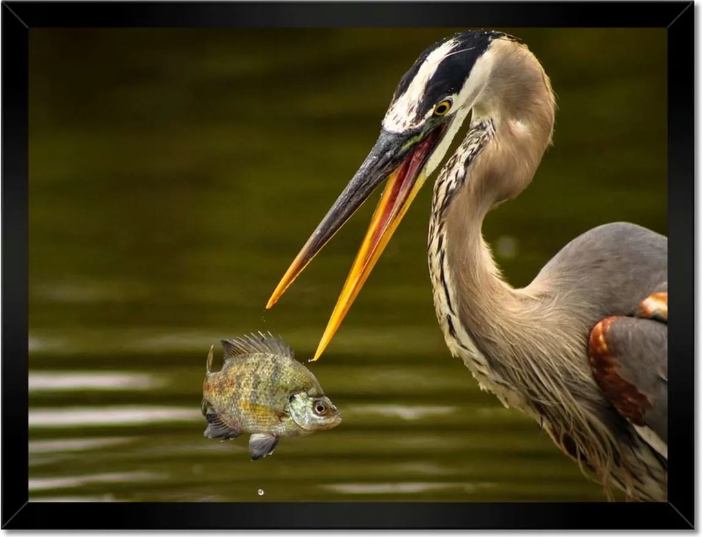 Poszterek keretben 40x30 Kalapos madár Tájkép Kilátás