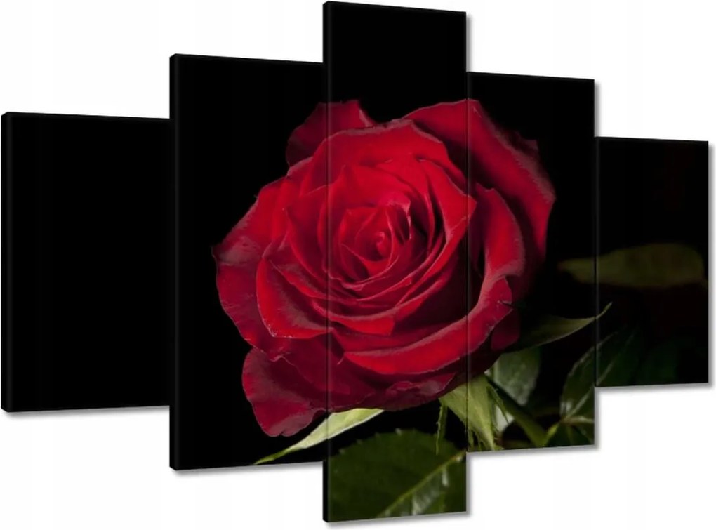 Festmények 150x105 Aranyos rózsa