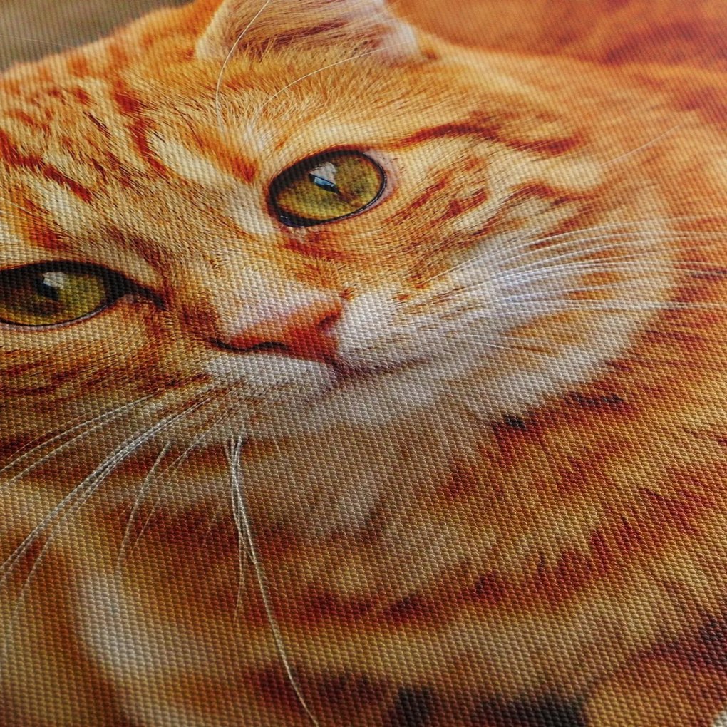 Egy fekvő macska képe (120x50 cm)