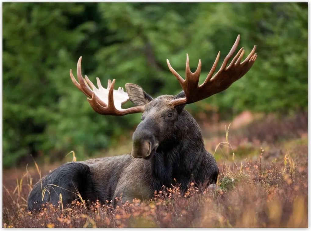 Poszterek 135x100 Szarvas a csarnokban