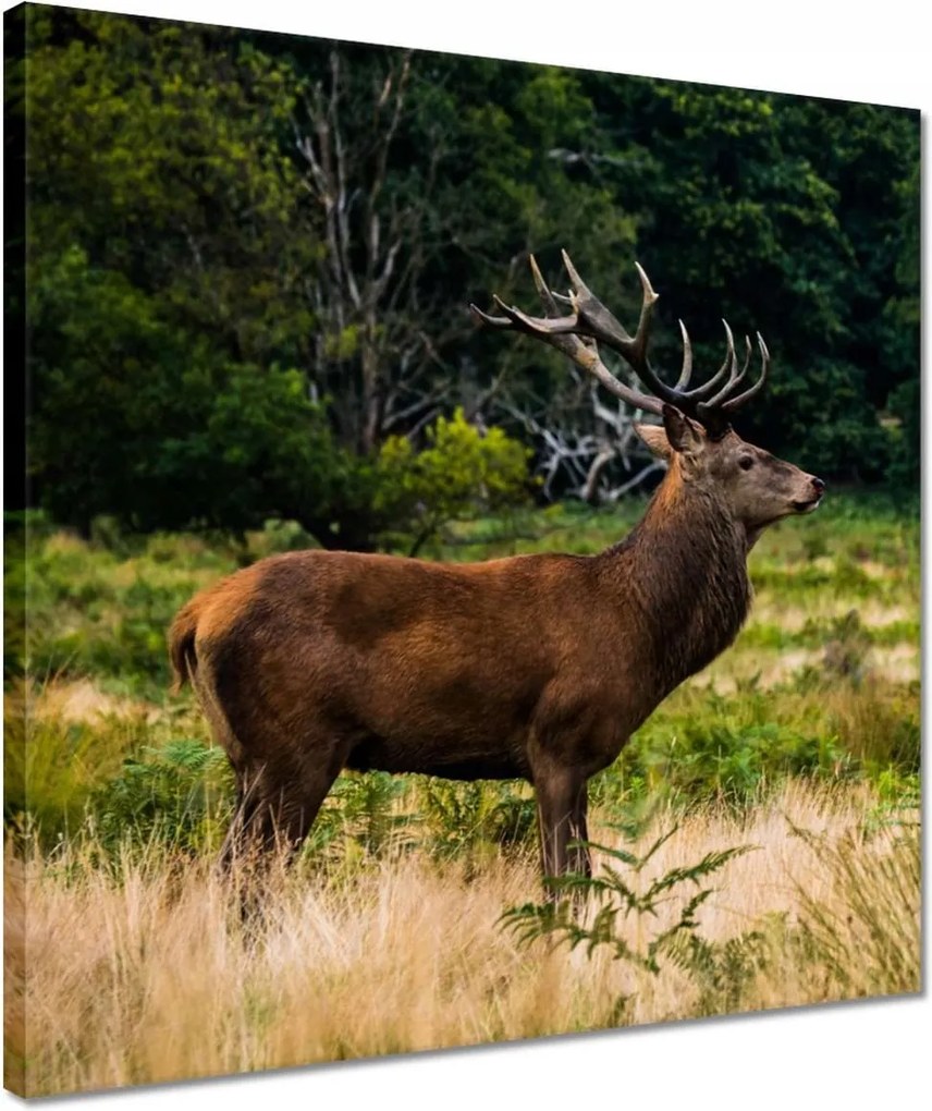 Vászonkép 40x40 Óriás szarvas Tájkép