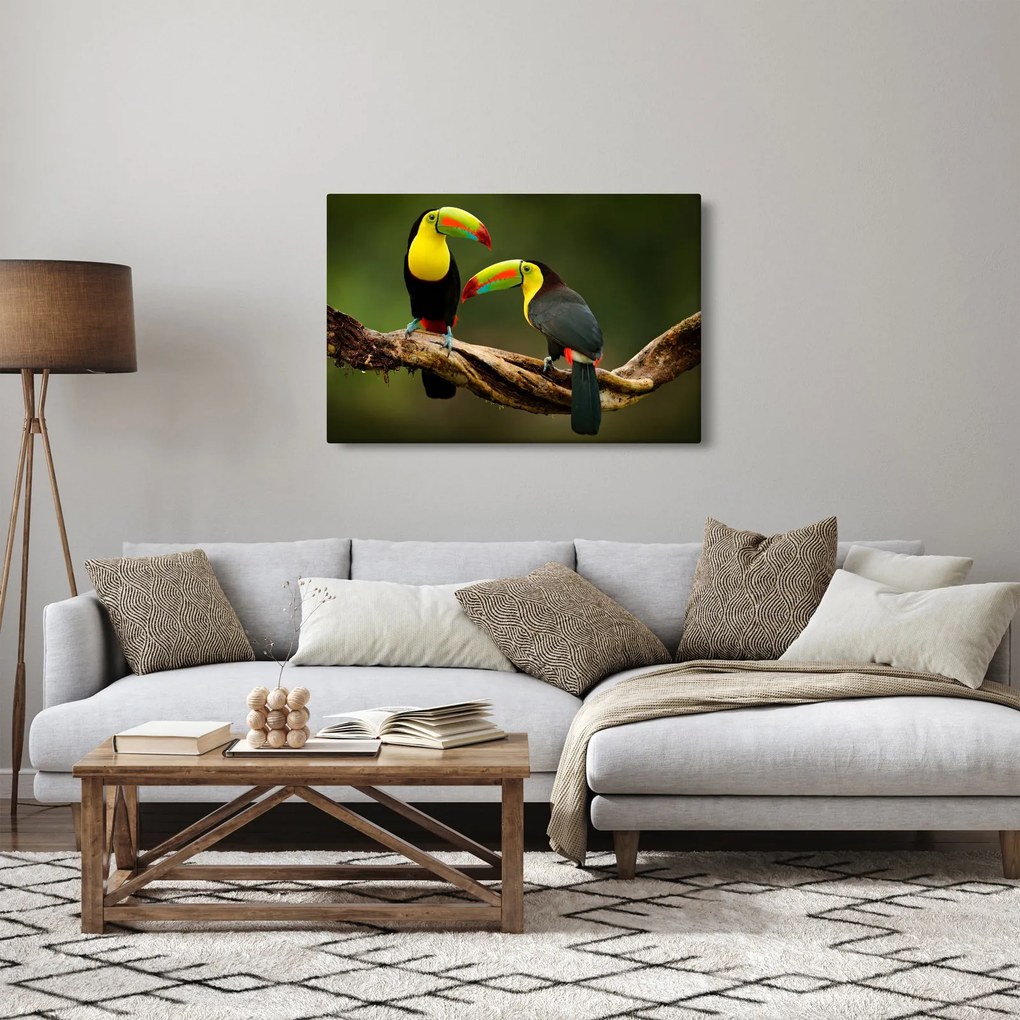 Ülő tukánok képe, Costa Rica (90x60 cm)