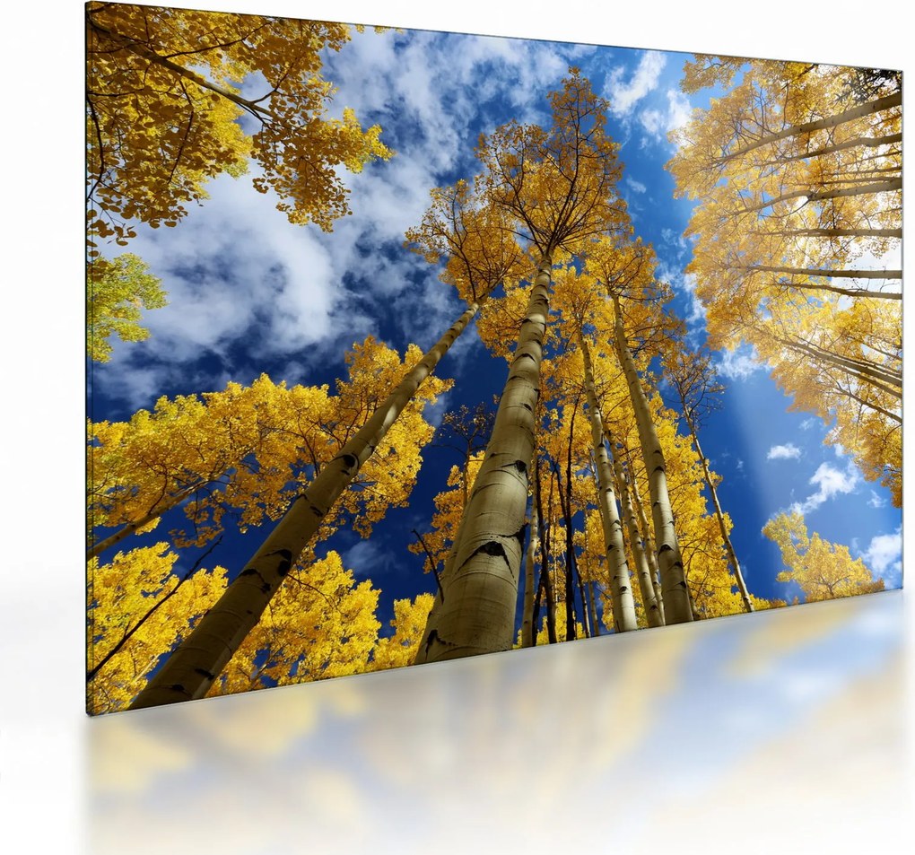 Üveg kép - Aspen (70x50 cm)