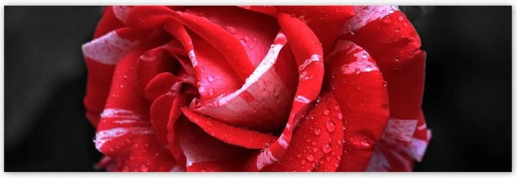 Poszterek 200x66 Fehér-piros rózsa