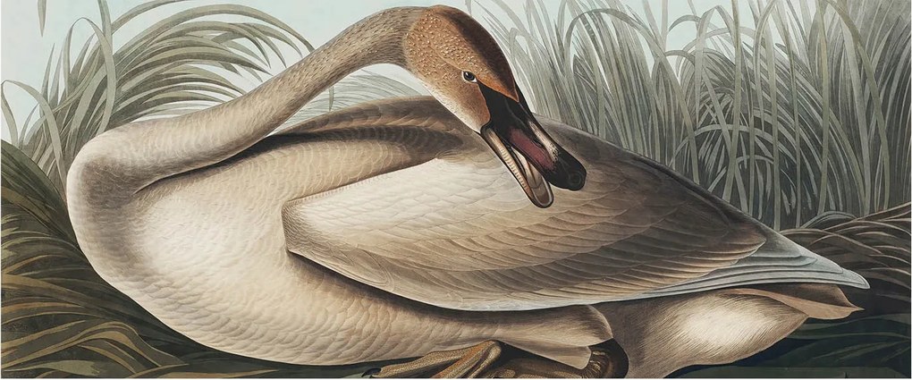 Design fotótapéta Flizelin falra Természetes madár 250x104 Ragasztó