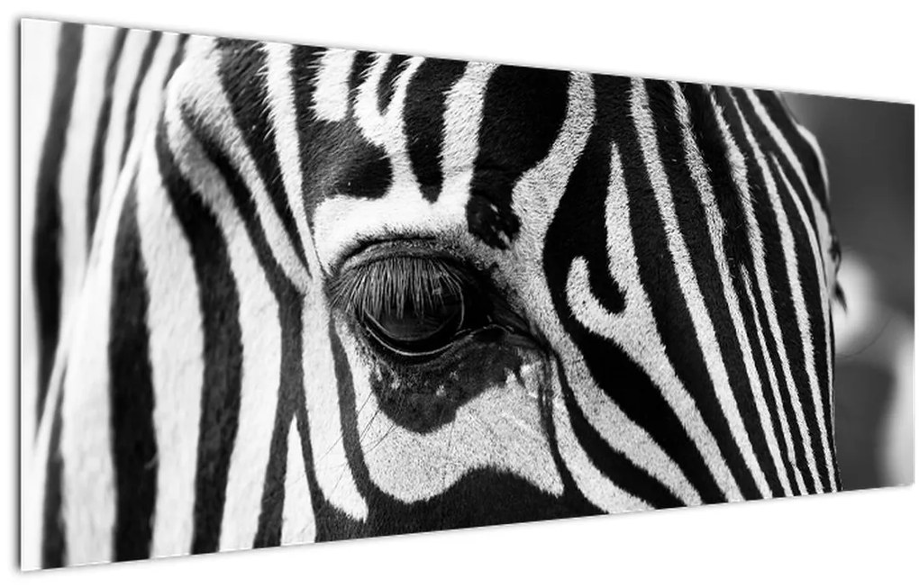 Zebra képe (120x50 cm)