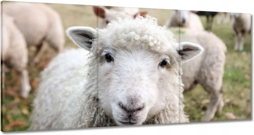 Vászonkép 60x30 Juh legeltetés Bárányok