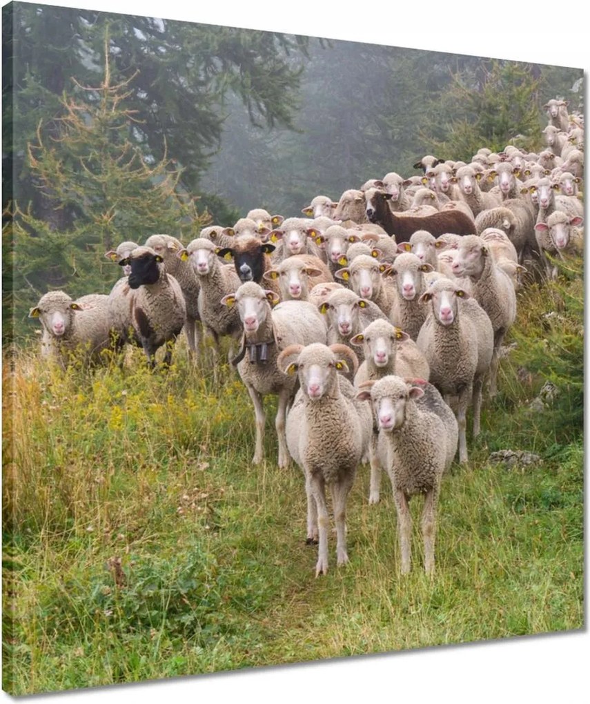 Vászonkép 50x50 Juh legeltetés Bárányok