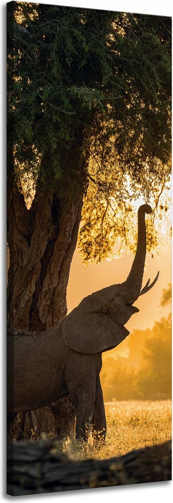 Vászonkép Pózoló elefánt szavanna naplemente 40x120 cm