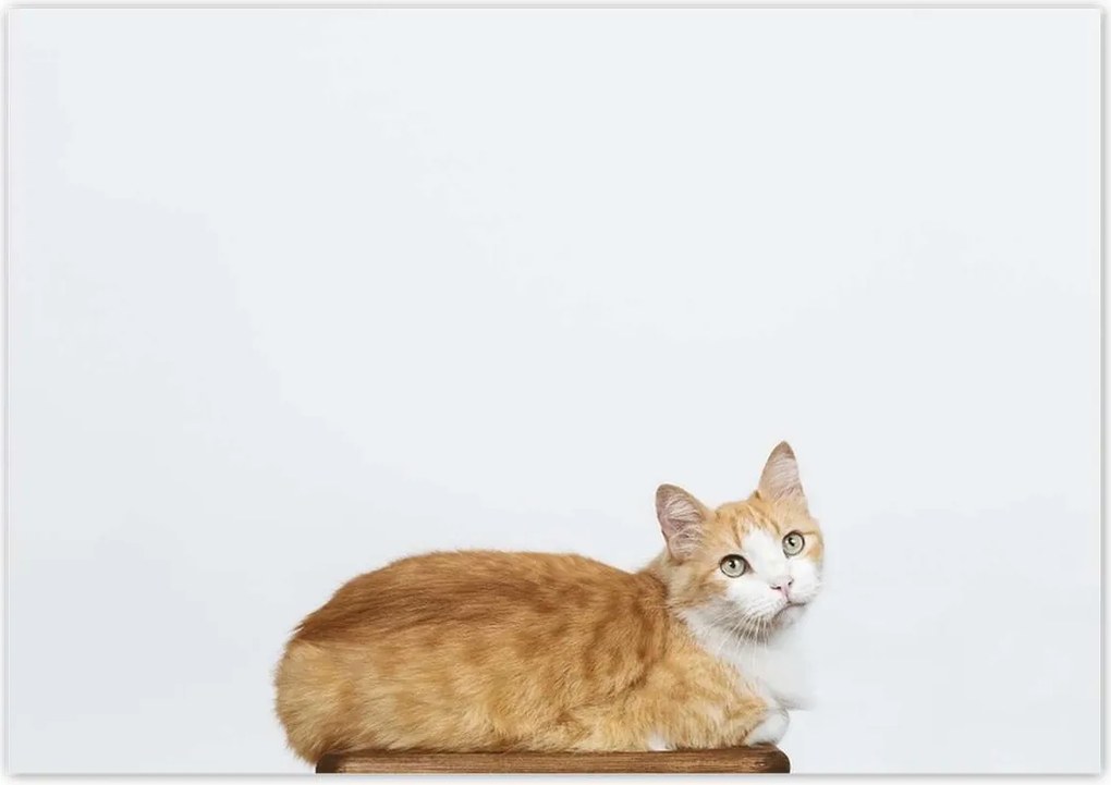 Poszterek 100x70 Cica Cicák