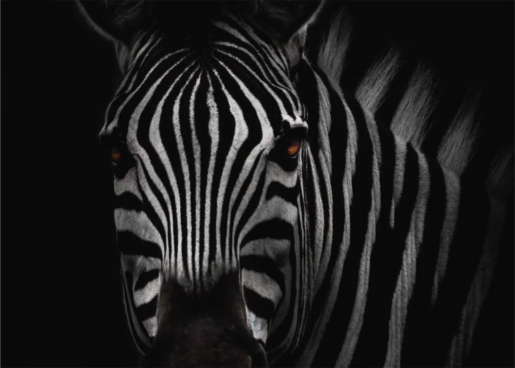 Zebra képe (üvegen) (70x50 cm)