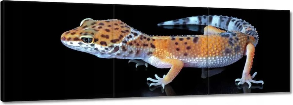Vászonkép 150x50 Gekkó leopárd hüllők
