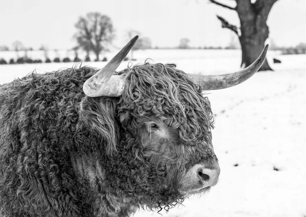 Poszter 59,4x42cm Hegyi tehén, Assaf Frank