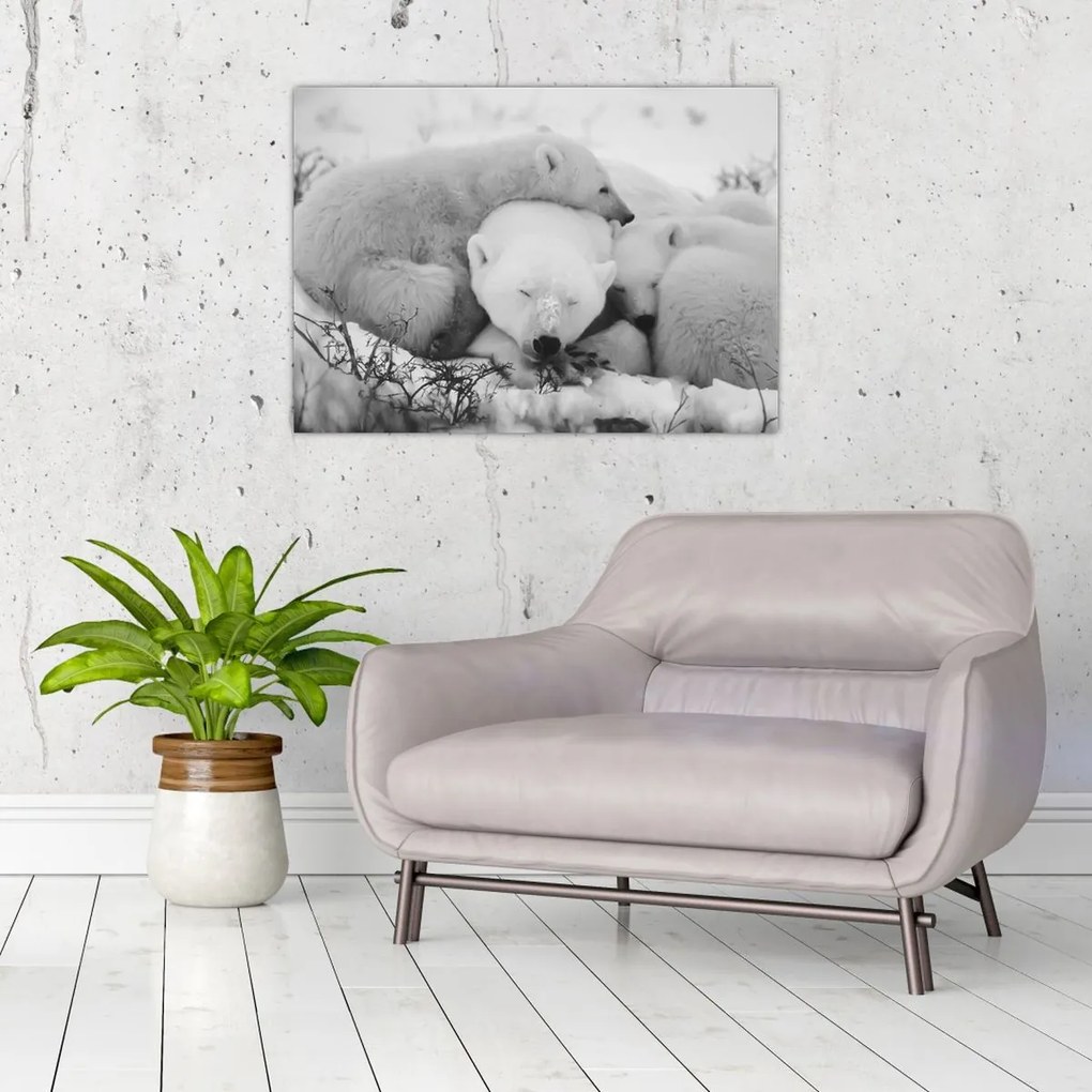Üveg kép - Jegesmedvék (70x50 cm)