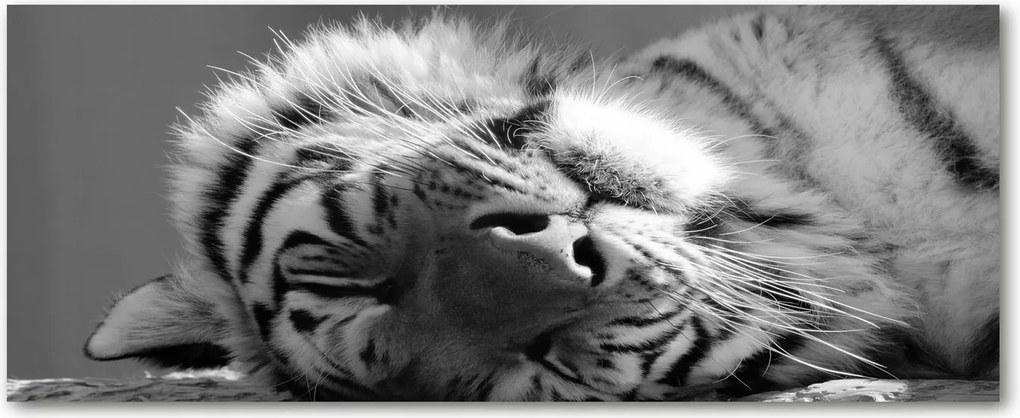 Lacobel falvédő a konyhába Alvó tigris XXL