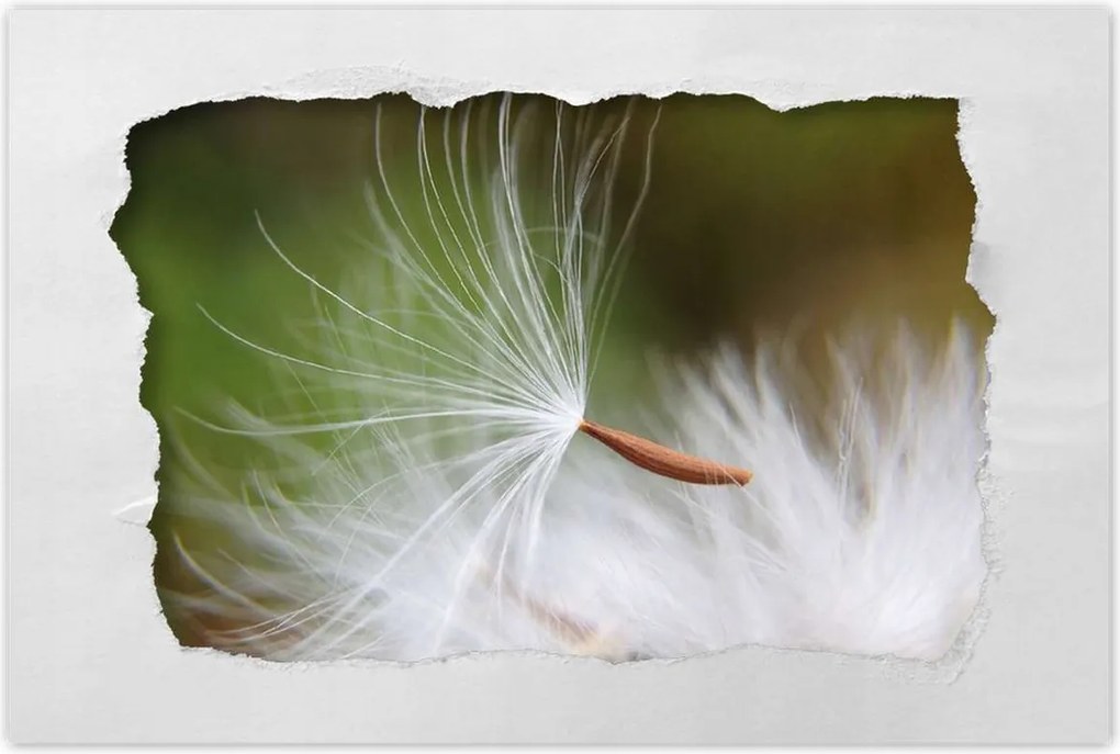 Poszterek 120x80 Pitypang Virág Virágok