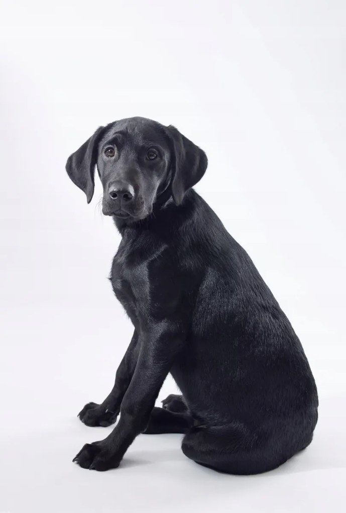Poszter 67,5x100cm Fekete labrador fehér alapon 2, Assaf Frank