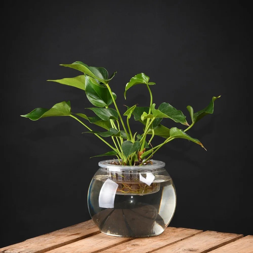 Növénytermesztő, magasság 17,6 cm - Esschert Design