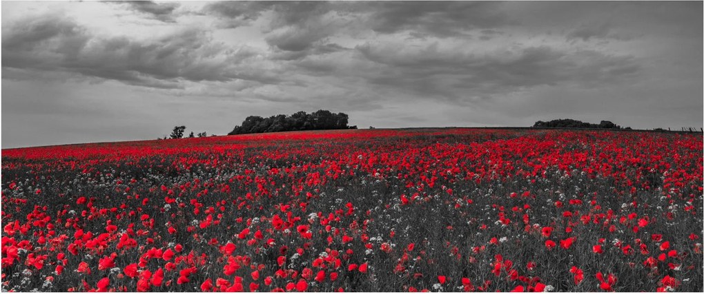 Pipacsos kép (120x50 cm)