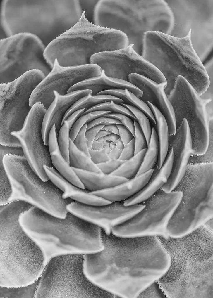 Poszter 50x70cm Közelkép pozsgásoknak, Assaf Frank