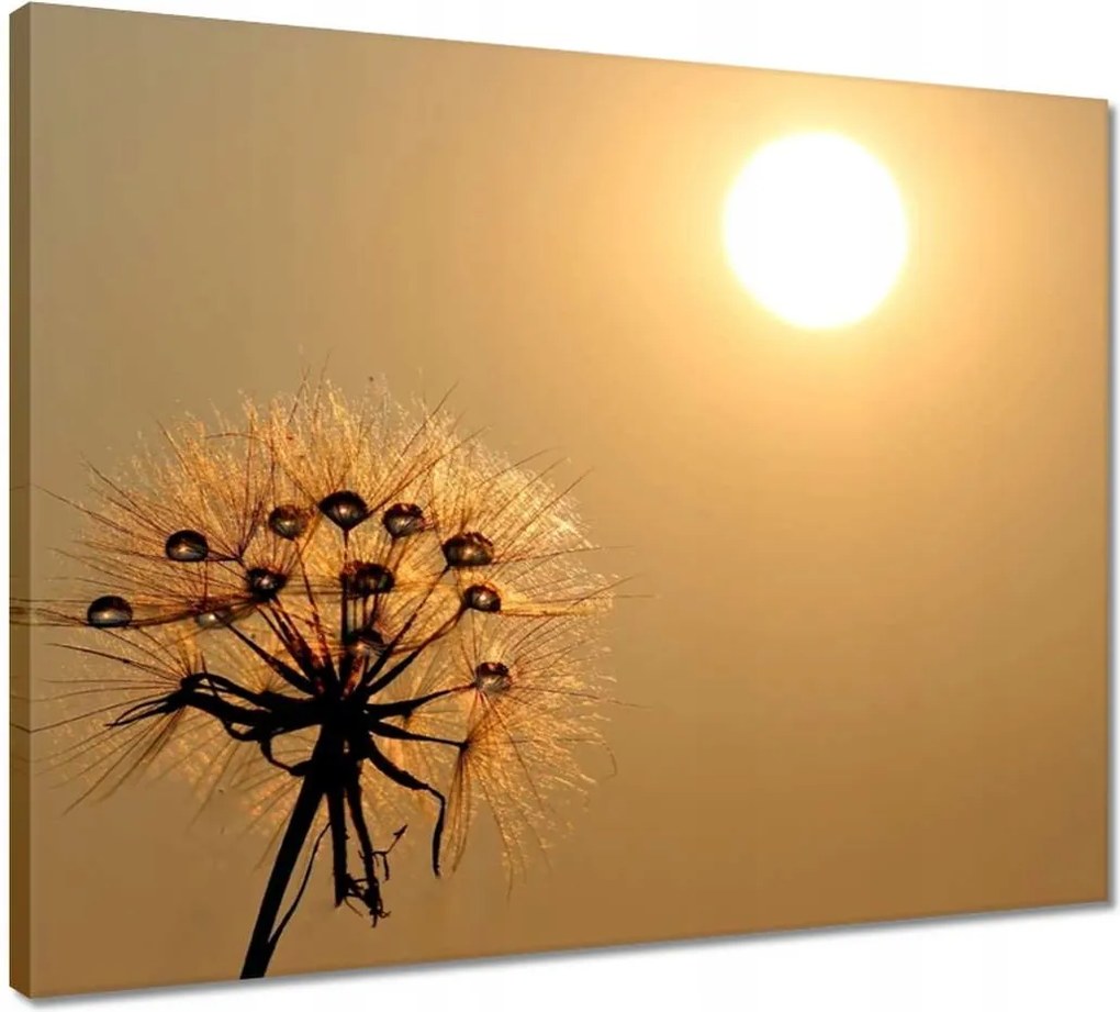 Vászonkép 50x40 Pitypang Virág Virágok