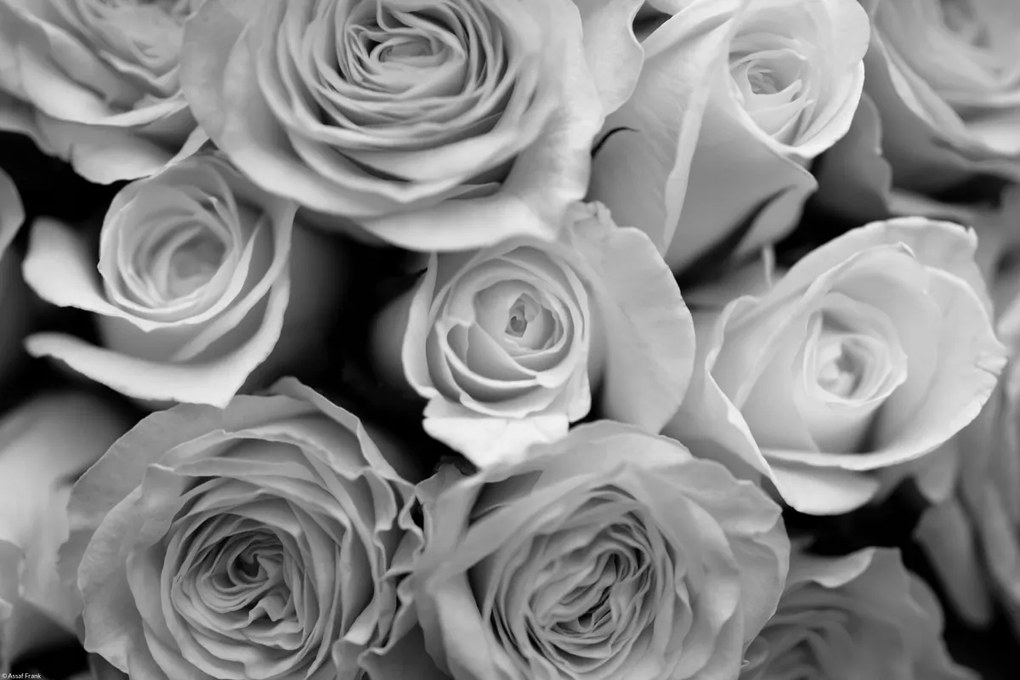 Poszter 45x30cm Közelkép rózsafüzérre, Assaf Frank