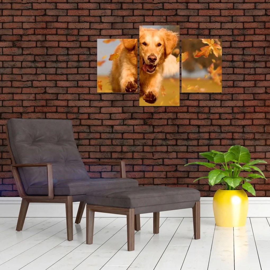 Kép - Golden Retriever (90x60 cm)