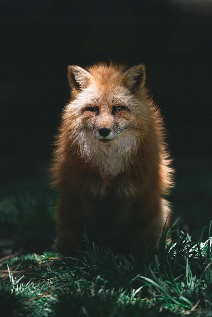 Róka poszter 61x91,5 cm