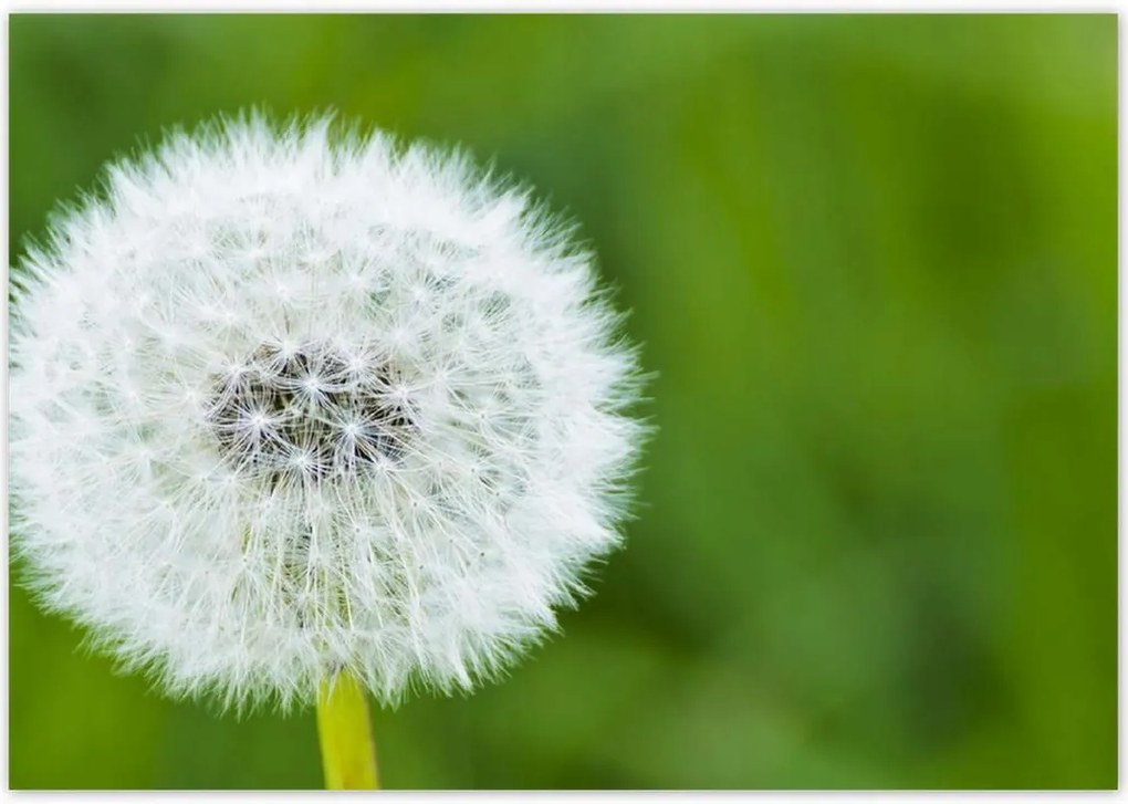 Poszterek 100x70 Pitypang Virág Virágok