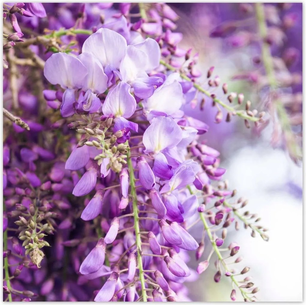 Poszterek 30x30 Lila virágok Virágok