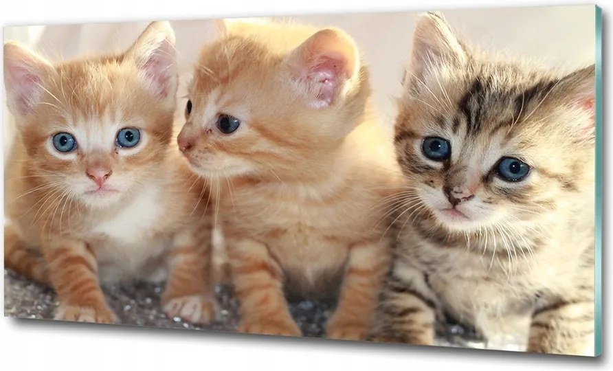 Fotó-kép edzett üveg Kis macskák 100x70
