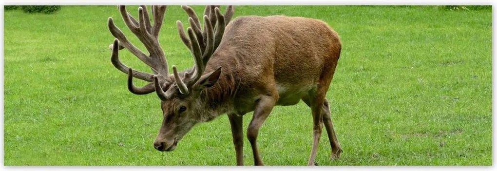 Poszterek 200x66 Szarvas felszarvazott