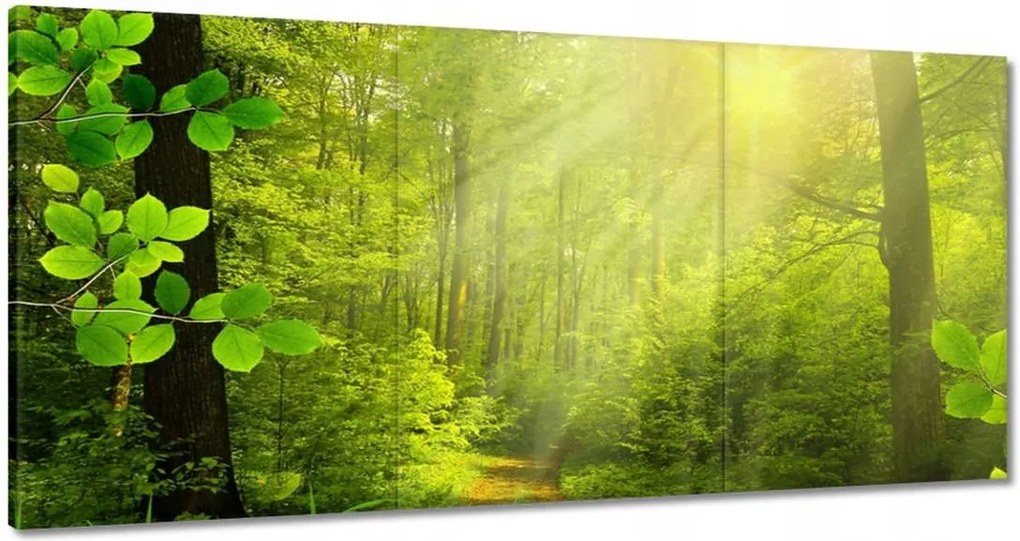 Festmények 180x90 Varázslatos erdő Tájkép