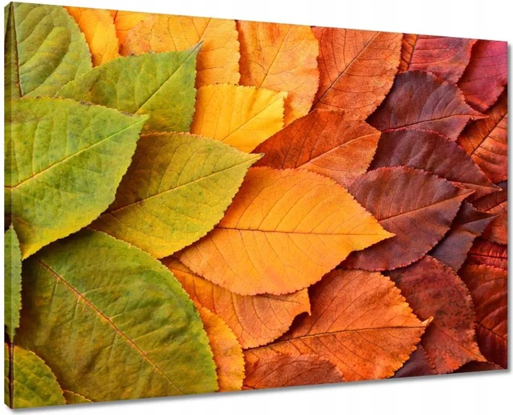 Vászonkép 70x50 Őszi színes levelek Levelek az ősz színeiben