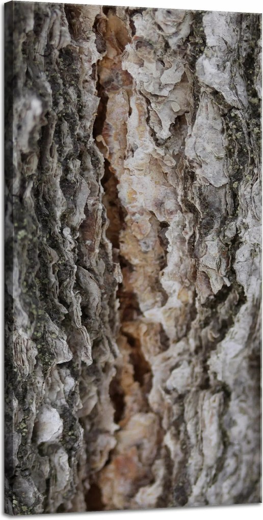 Vászonkép Természet Fakéreg Varázslat Erdő Fák 40x80