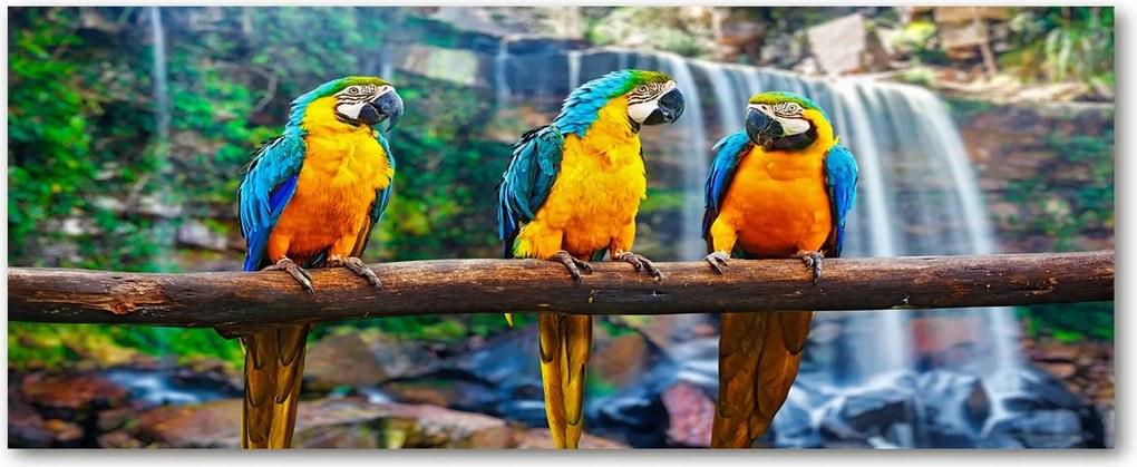 Lacobel konyhai szekrények alá Papagájok az ágon XXL