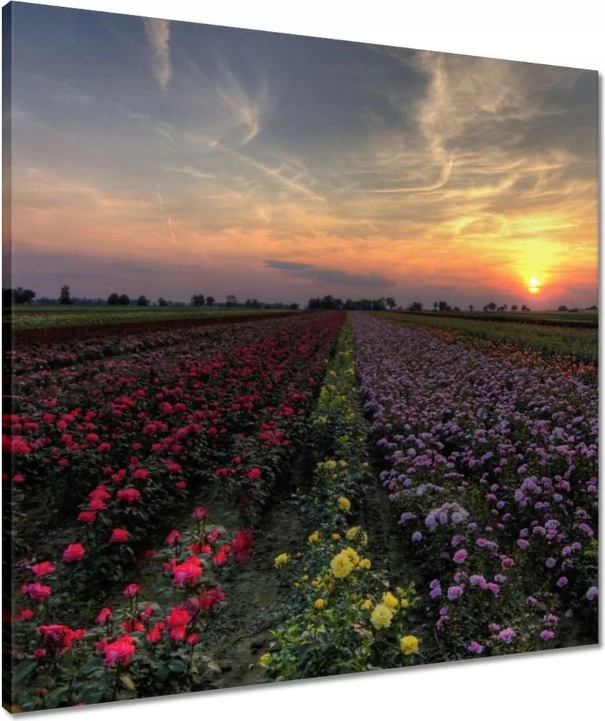 Vászonkép 60x60 Nyugat a virágmezőn