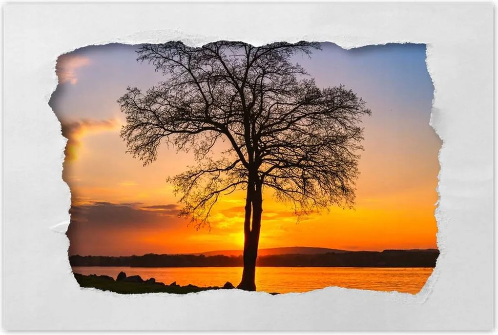 Poszterek 90x60 Fa naplemente