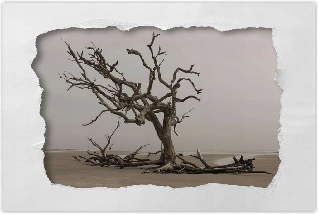 Poszterek 90x60 Fa Kilátás