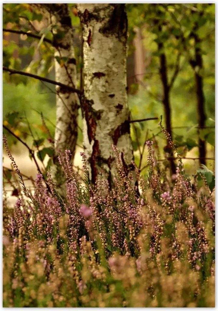 Poszterek 70x100 Nyírfa a hangák között Erdő