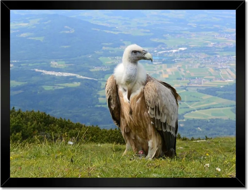 Poszterek keretben 40x30 Veszélyes tekintet