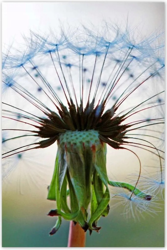 Poszterek 60x90 Pitypang Virág Virágok