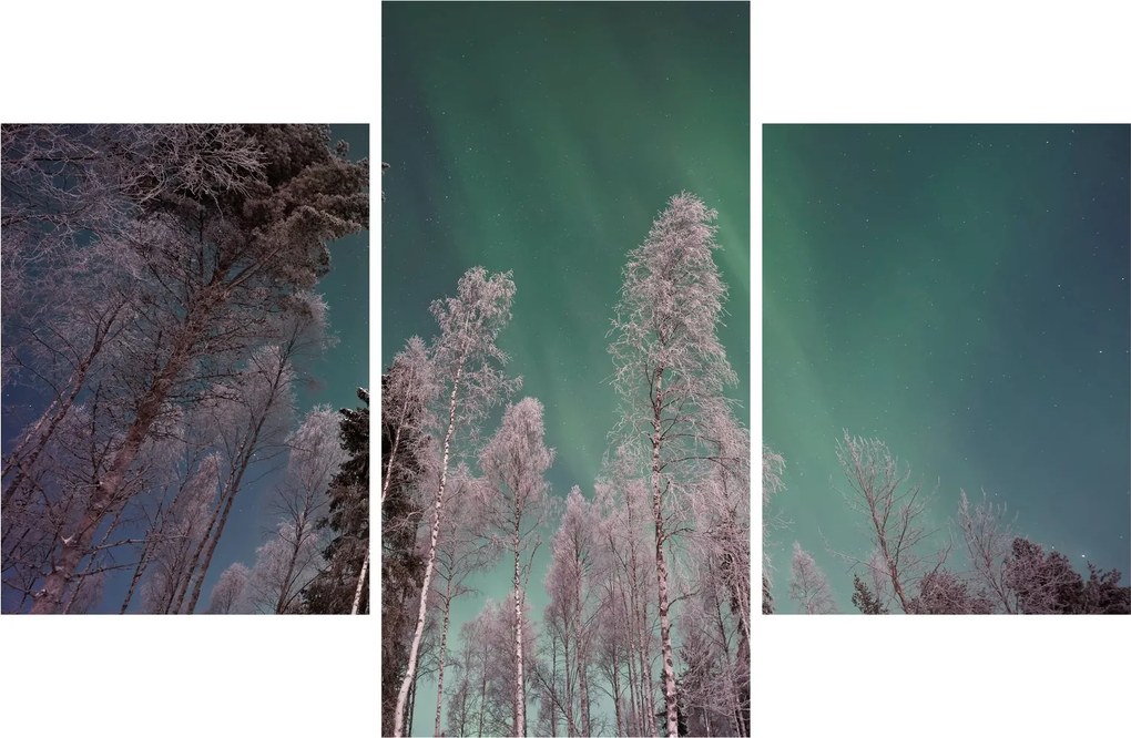 Az aurora borealis képe fagyos fák felett (90x60 cm)