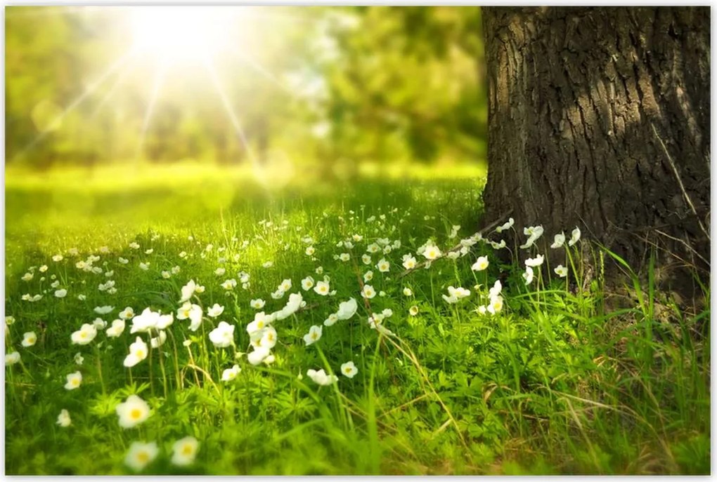 Poszterek 120x80 Sugár a réten