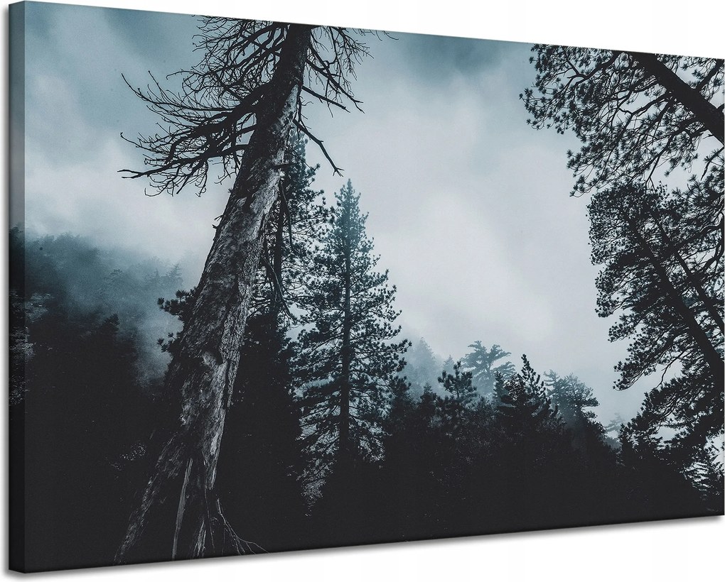 Vászonkép Természet Korona Fák Erdő 120x80 cm